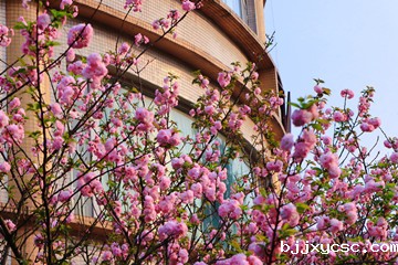 樱花园（近万株）
