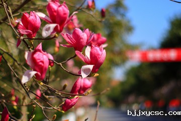 山茶花
